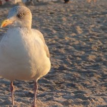 20141017_180425_dsc00956_mandy